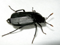 Necrodes littoralis